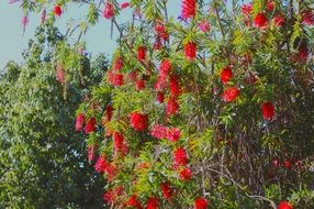 callistemon citrinus, bottlebrush, blooming plant