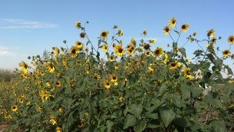 Sunflowers Field Nature