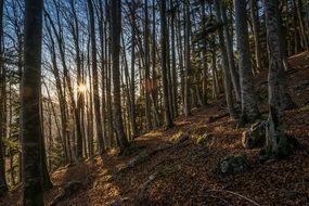 autumn forest in the play of light and shadow