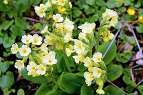 white primrose blooming in the forest