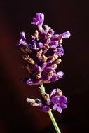 Macro photo of the beautiful lavender branch with flowers at black background in Provence, France