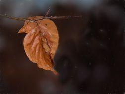 Alone leaf on a branch