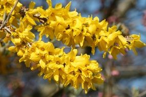 spring bloom bush branch close-up on blurred background