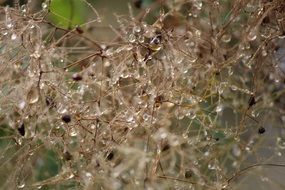 drops of water on a plant after rain