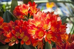 Red Garden Plants