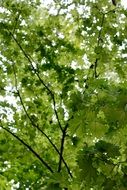 lush green crowns of trees