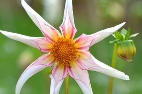 dahlia with rare petals