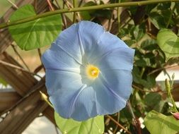 pale blue morning glory flower