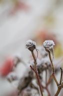 dried flower in hoarfrost