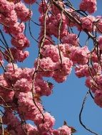 blooming of ornamental cherry tree