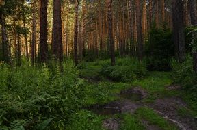 road in the forest among the trees