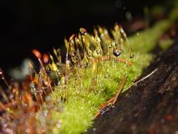 Moss with Dew drops closeup