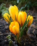 crocus flowers bloomer