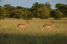 Impala South Africa