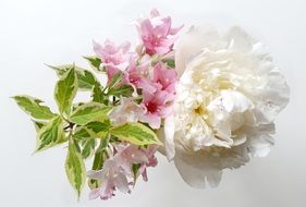 White flowers hydrangea nature