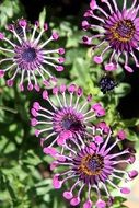flowers with delicate petals in the garden