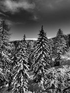 Winter Sports in a forest