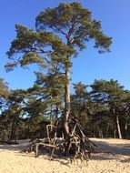 tree with big roots on the sandy coast in the netherlands