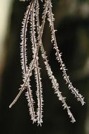 frost on pine needles