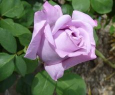 wonderful Rose Bud