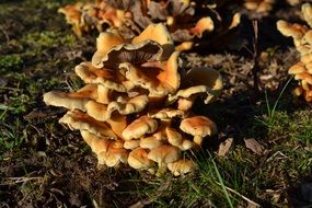 mushrooms as a natural autumn decoration