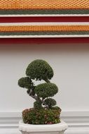 bonsai in a white flower pot