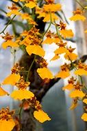 yellow bright flowers on the tree