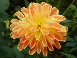 Bright yellow Dahlia Summer Plant Flower