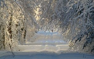 Snowy Forest Road Winter nature