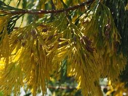 foliage of Calotsedrus descending tree