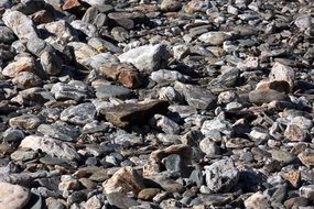 grey Pebble on River Bank