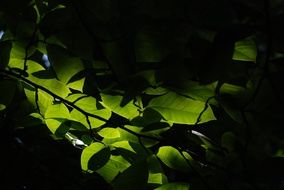 Summer Leaves Park