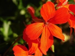 red geranium flowers in nature