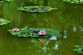 white-pink water lilies and green leaves in the middle of the lake