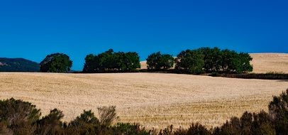 landscape of agriculture field in California on a sunny day