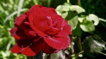 Rose on a sunny day close-up on blurred background