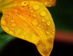 yellow leaves in raindrops close up