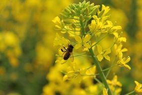 rape spring plant and a bee