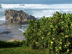 scenic coastline of south africa
