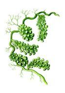 green algae drawing