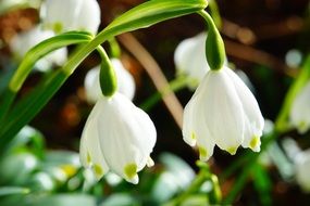 white snowdrops are harbingers of spring