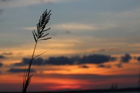 Reed at the background of the sunset sky