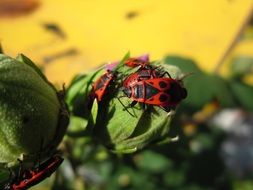 red beetles on the speedwell