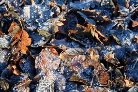 hoarfrost on autumn foliage