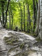forest root trees nature landscape