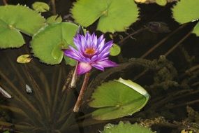 aquatic purple lily close-up