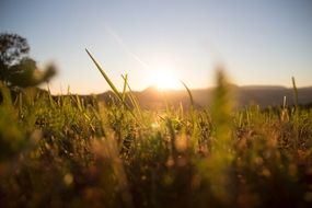 Grass Meadow Sun