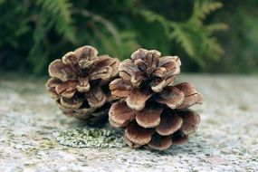 decorative pine cones