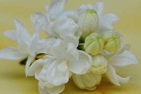branch of a white lilac