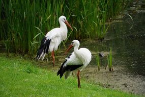 Storks near the pond in the park